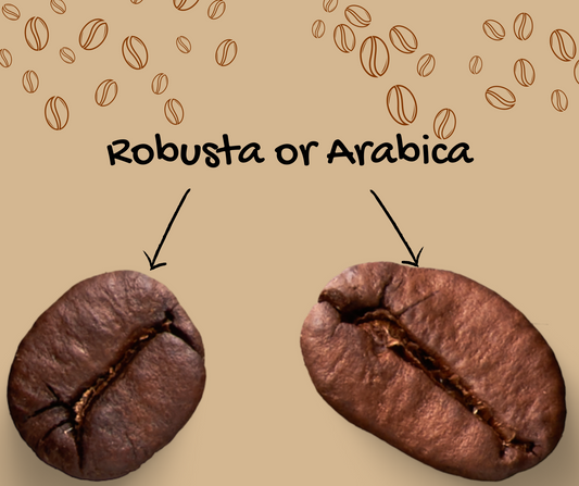 A Tale of Two Beans: Robusta vs Arabica - Exploring Flavor, Caffeine, and Rich Histories