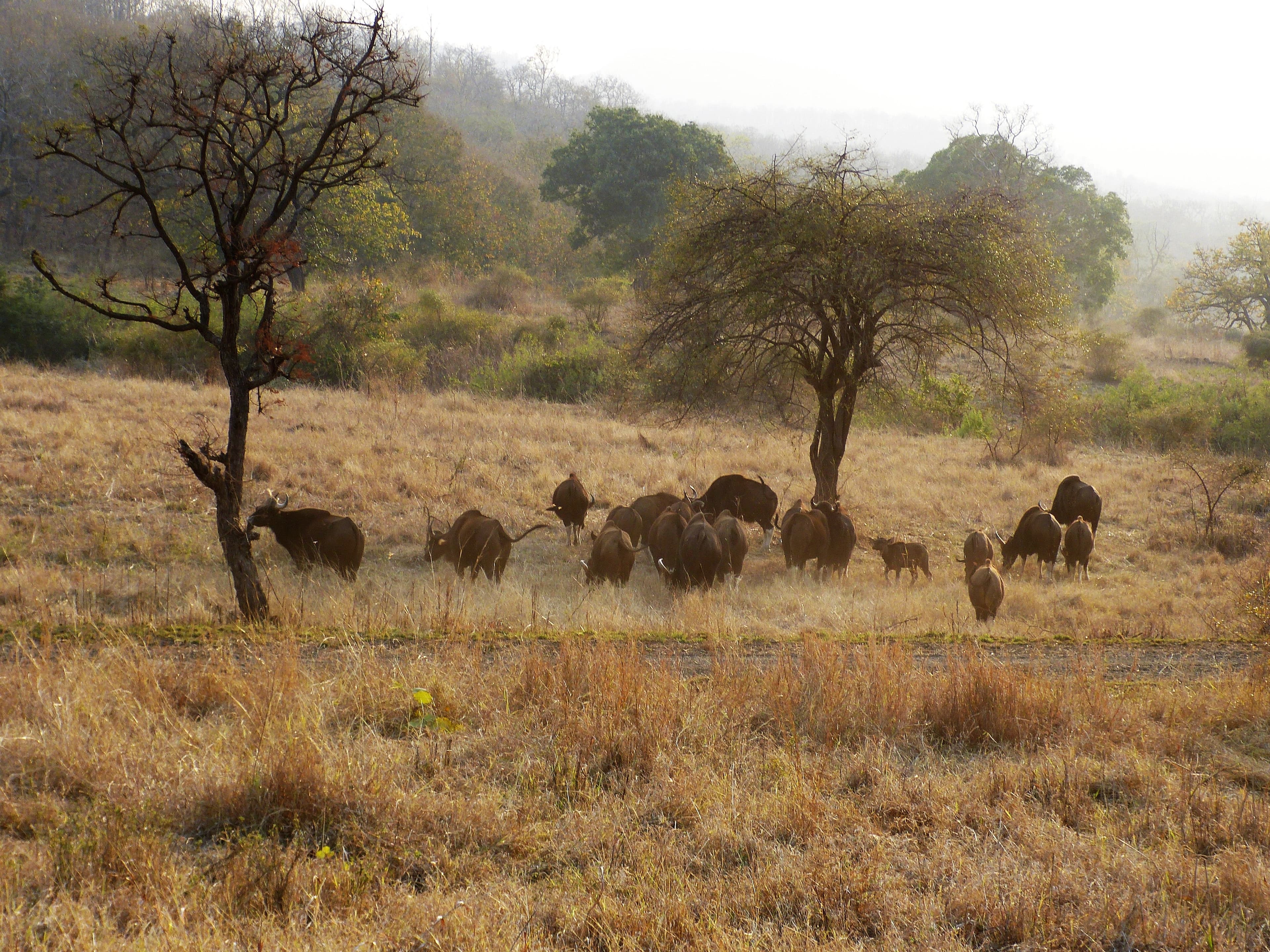 A herd of gaur in a grassy, wooded landscape