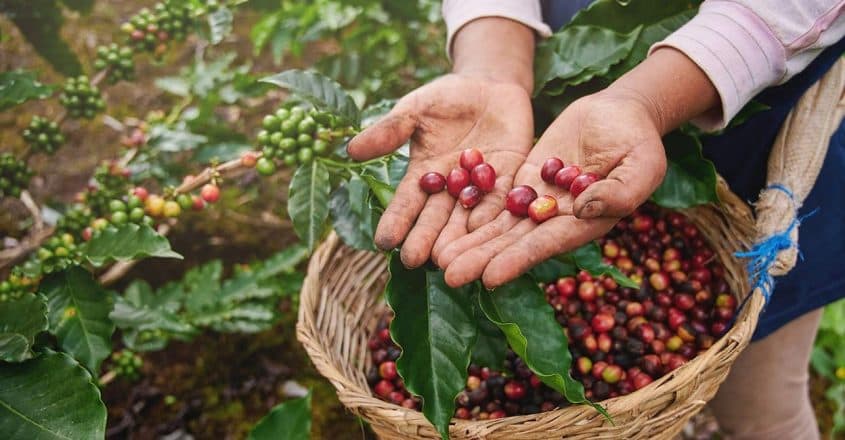 Hands hold red coffee cherries above a harvest basket beside a coffee plant.