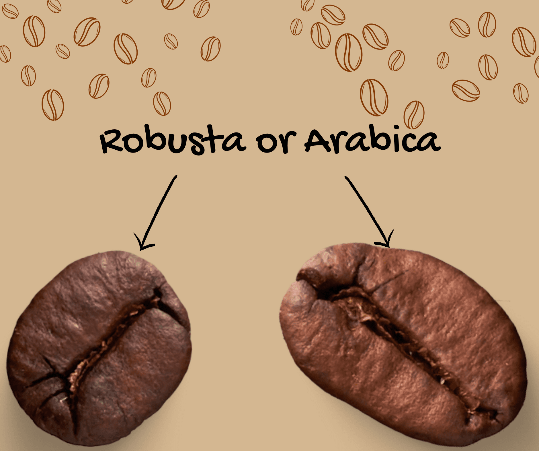 The original article's two-column Robusta vs Arabica comparison graphic.